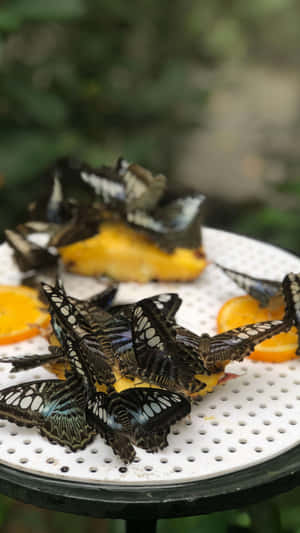 Butterflies Feastingon Fruit Singapore Zoo Wallpaper