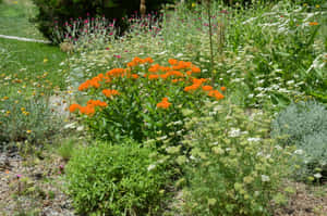 Butterflies Gather On A Beautiful Flowering Butterfly Weed Wallpaper