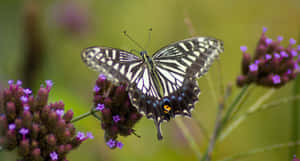 Butterflies Of All Colors Gathered In One Place! Wallpaper