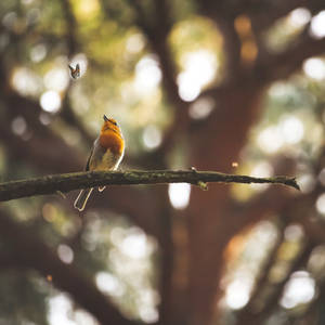 Butterfly And Bird Focus Wallpaper