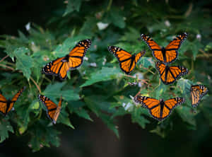 Butterfly Migration In Nature's Symphony Wallpaper