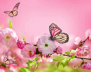 Butterfly On Flower Cherry Blossom Wallpaper
