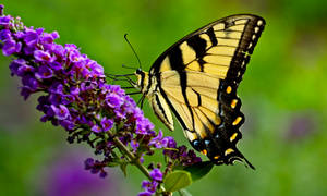 Butterfly On Purple Flowers Wallpaper