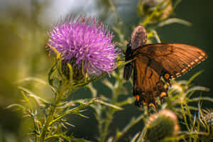 Butterfly_on_ Thistle_ Flower.jpg Wallpaper