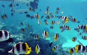 Butterflyfish School Underwater Wallpaper