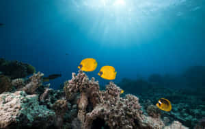 Butterflyfish_ Underwater_ Scene Wallpaper