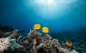 Butterflyfish_ Underwater_ Scene Wallpaper
