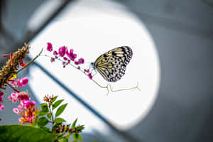 Butterflyon Pink Flowers Wallpaper