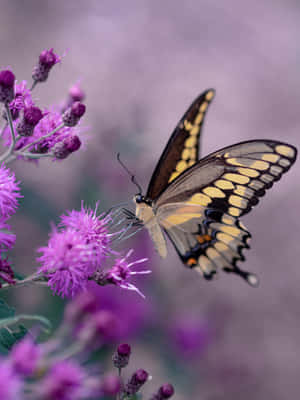 Butterflyon Purple Flowers Wallpaper