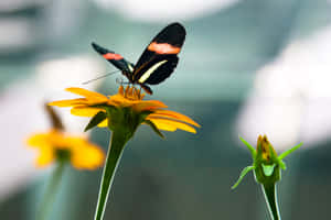 Butterflyon Yellow Flower Wallpaper