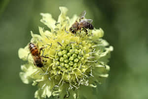 Buzzing Bees Collecting Nectar From Blossoming Spring Flowers Wallpaper