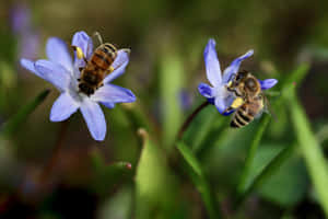 Buzzing Bees Collecting Pollen On Blooming Spring Flowers Wallpaper