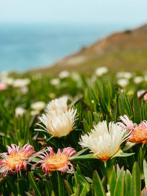 Cabo Verde Flowers Wallpaper