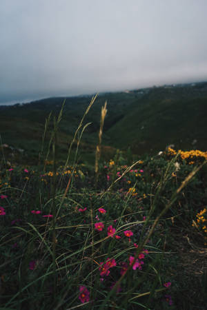 Cabo Verde Flowers On Mountain Wallpaper