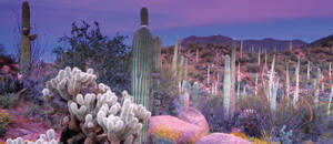 Cactus And Purple Sky Arizona Desert Wallpaper