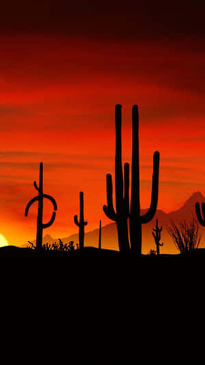 Cactus And Sunset On Desert Iphone Wallpaper