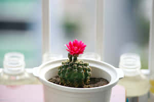 Cactus Flower In White Pot Wallpaper