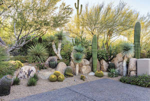 Cactus Garden In Arizona Desert Wallpaper