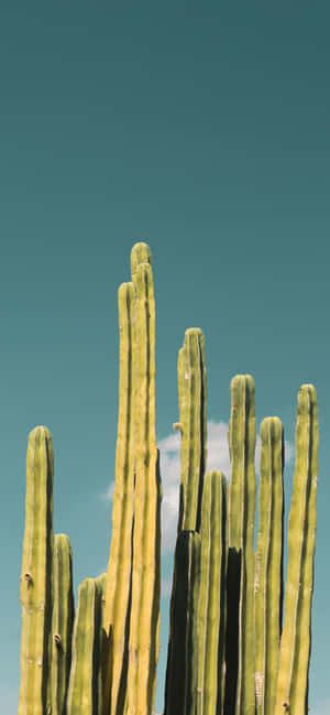 Cactus Iphone Blue Sky Wallpaper