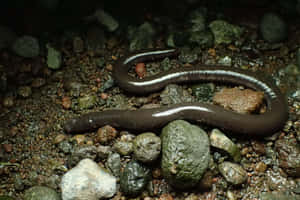 Caecilian Amphibianin Habitat Wallpaper