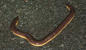 Caecilian Amphibianon Ground Wallpaper