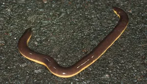 Caecilian Amphibianon Ground Wallpaper