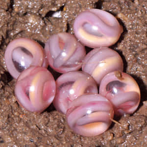 Caecilian Eggs Cluster.jpg Wallpaper
