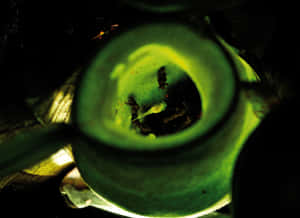 Caecilianin Leafy Habitat Wallpaper