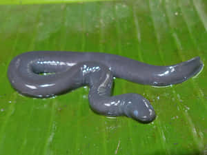 Caecilianon Green Leaf Wallpaper