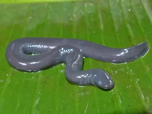 Caecilianon Green Leaf Wallpaper