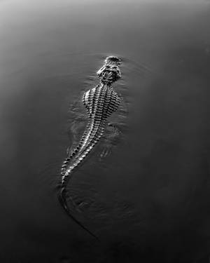 Caiman In Black And White Wallpaper