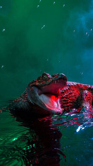 Caiman With Mouth Wide Open Wallpaper