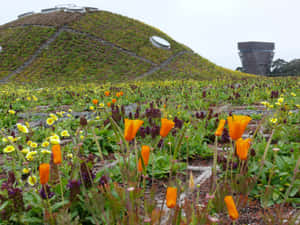 California_ Academy_of_ Sciences_ Living_ Roof Wallpaper