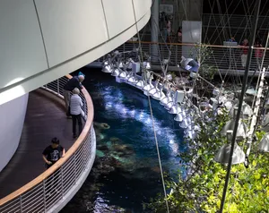 California Academyof Sciences Indoor Exhibit Wallpaper
