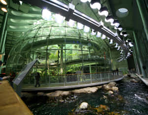 California Academyof Sciences Rainforest Exhibit Wallpaper