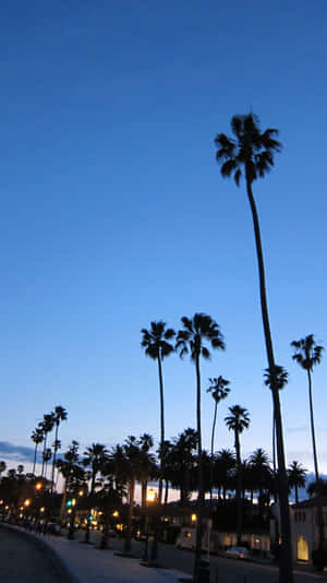 California Aesthetic Tall Palm Trees Wallpaper