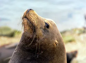 California Sea Lion Gazing Upward Wallpaper