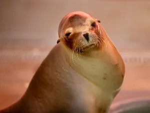 California Sea Lion Glance Wallpaper