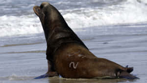 California Sea Lion On Beach Wallpaper