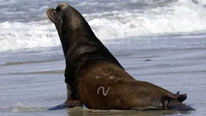 California Sea Lion On Beach Wallpaper