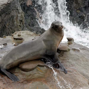 California Sea Lion On Rocky Shore Wallpaper