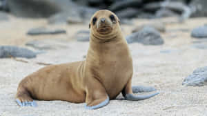 California Sea Lion On Sand Wallpaper