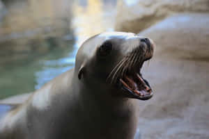 California Sea Lion Portrait Wallpaper