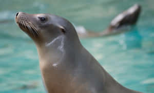 California Sea Lion Portrait Wallpaper