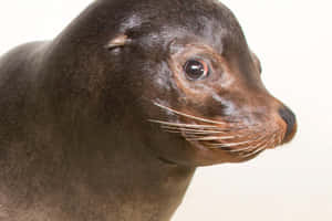 California Sea Lion Portrait Wallpaper