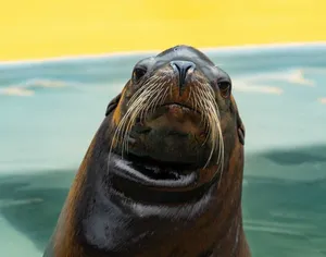 California Sea Lion Portrait Wallpaper