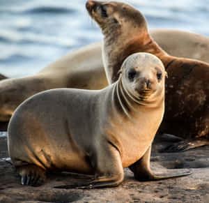 California Sea Lion Pose Wallpaper