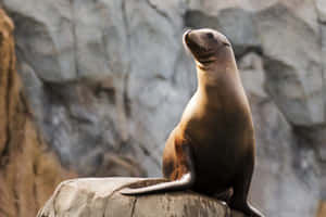 California Sea Lion Proud Pose Wallpaper