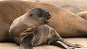 California Sea Lion Pup Resting Wallpaper