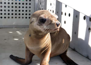 California Sea Lion Resting Wallpaper